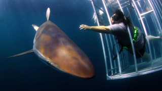 Illustration for article titled Shark Week Lied to Scientists to Get Them to Appear in "Documentaries"